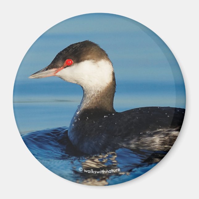Íman Perfil de um Grebe Corado (Frente)