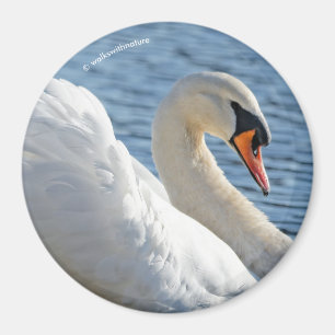Íman Perfil de uma cisne muda