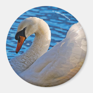 Íman Perfil de uma cisne muda