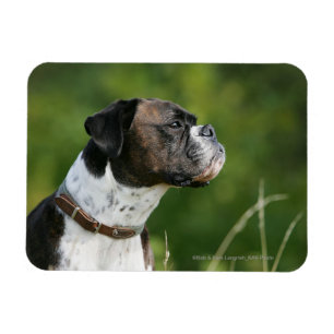 Íman Perfil do cão do pugilista