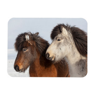 Íman Perfil do Cavalo Islandês, Islândia