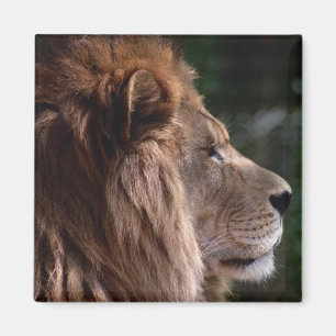 Íman Perfil do leão