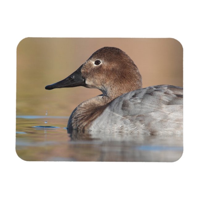 Íman Perfil do pato de Canvasback feminino (Horizontal)