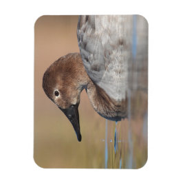 Íman Perfil do pato de Canvasback feminino