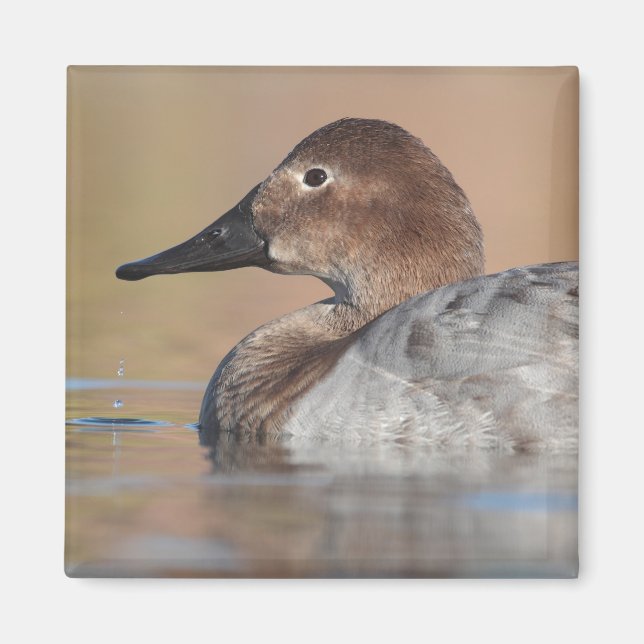 Íman Perfil do pato de Canvasback feminino (Frente)