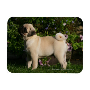 Íman Perfil do Pug da jovem corça