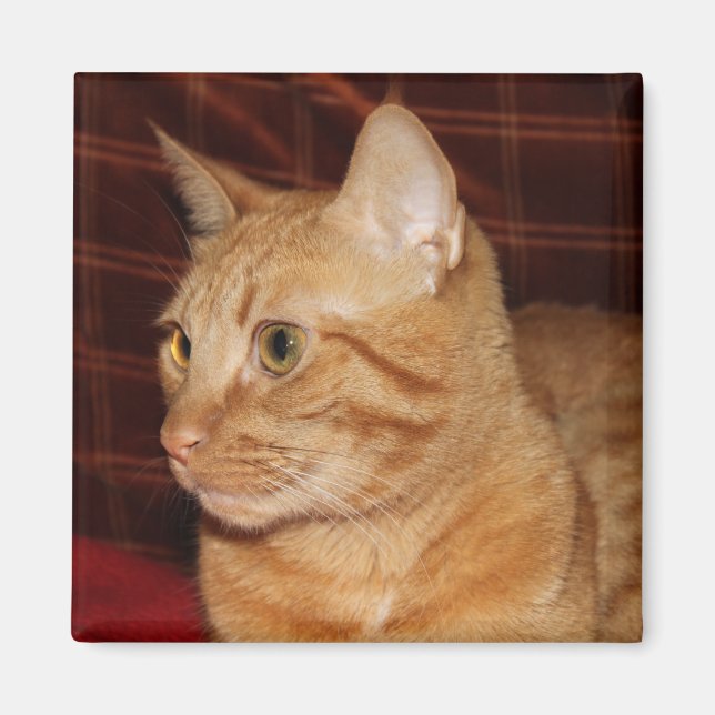 Íman Perfil do rosto do gato de mesa laranja (Frente)