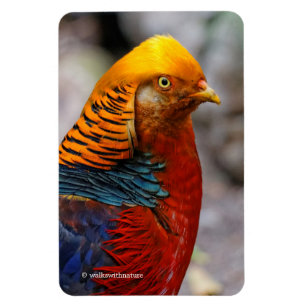 Íman Perfil impressionante de um faisão de Ouro vermel