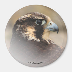 Íman Perfil Vignetado de um Falcão Peregrino