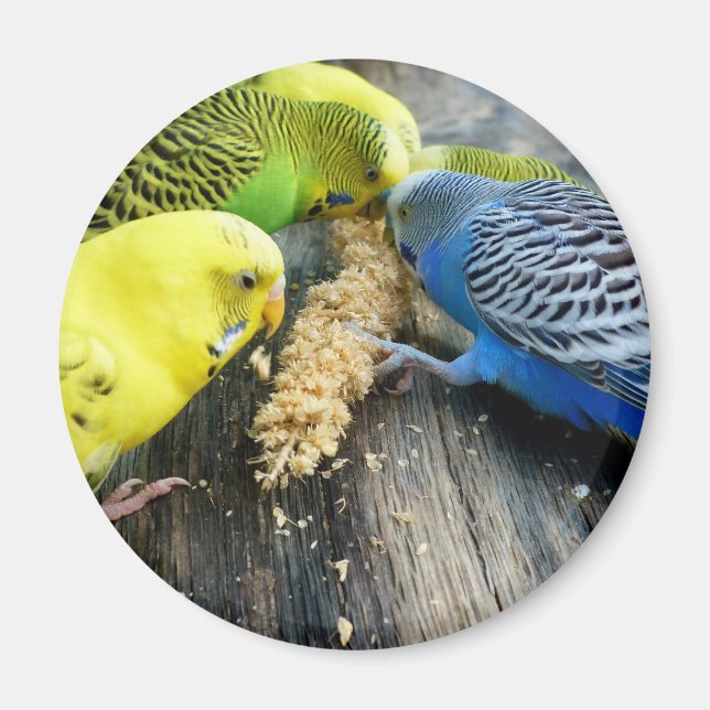 Íman Periquitos (Melopsittacus undulatus) (Frente)