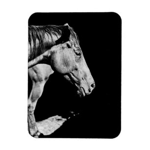 Íman perna do cavalo