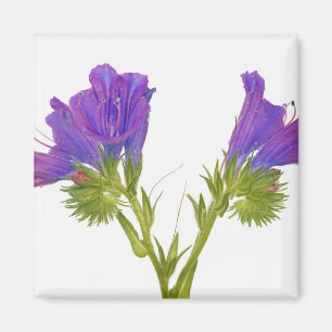 Íman Pernalonga-púrpura (Echium plantagineum)