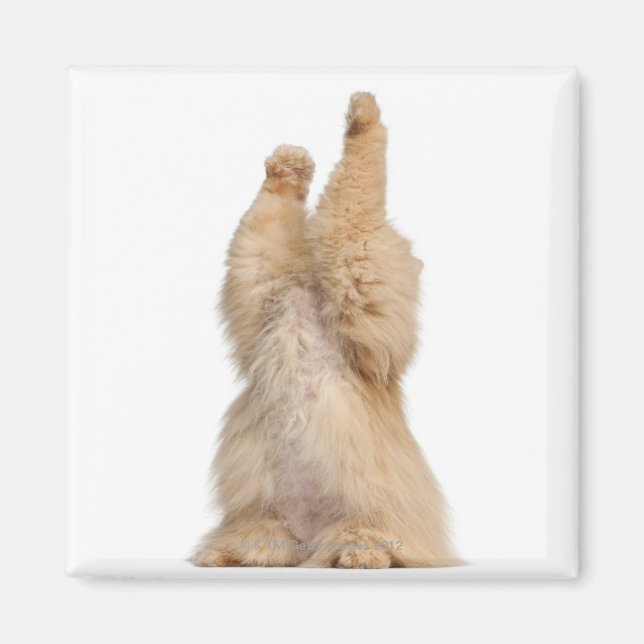 Íman Pérsia (3 anos) (Frente)