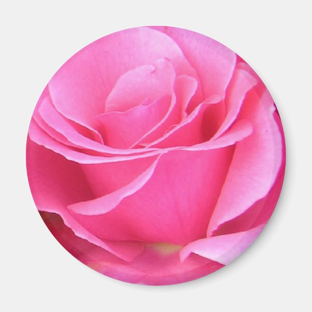 Íman personalizável de rosa rosa rosa rosa rosa ro (Frente)