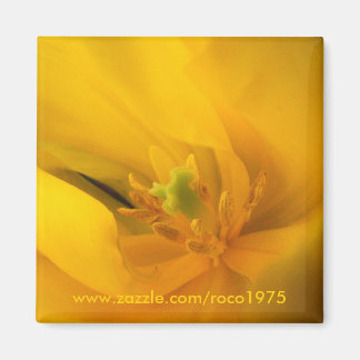 Íman Perto de você