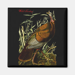 Íman Peru Selvagem Audubon Aves da América do Norte Edu
