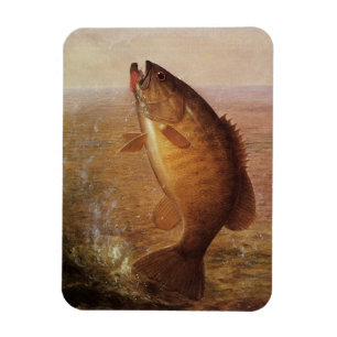 Íman Pesca Vintage, Pequena Boca de Robalo Saltitante n