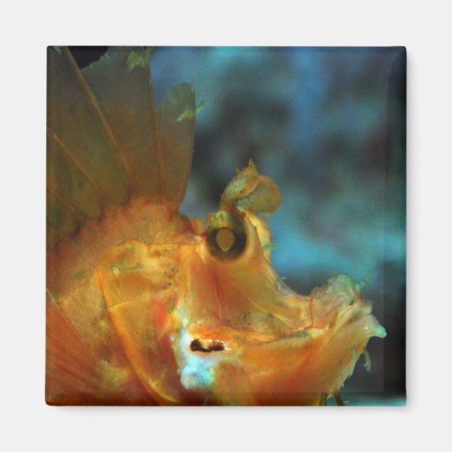 Íman pescador (Frente)