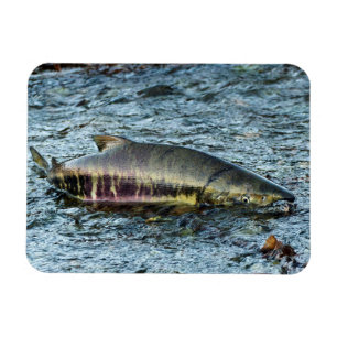 Íman Pescadores adoram salmão