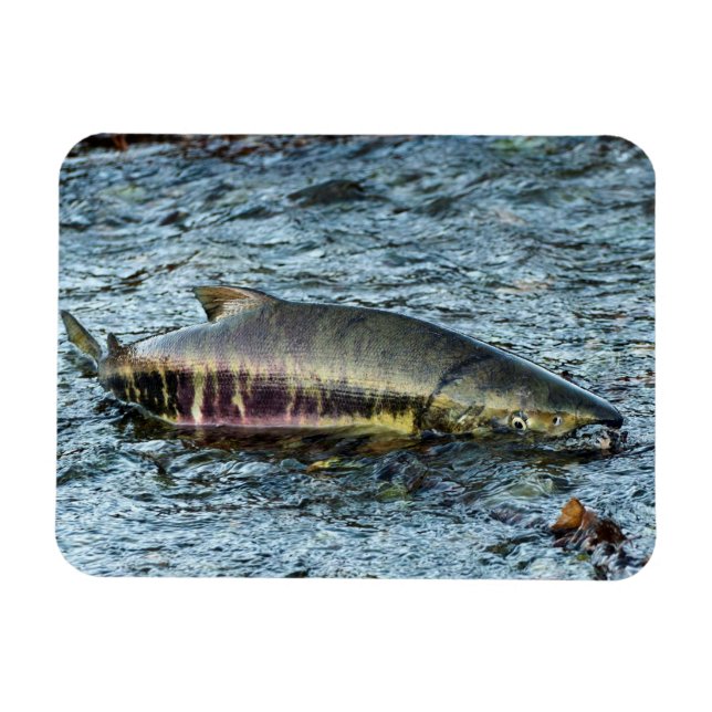 Íman Pescadores adoram salmão (Horizontal)