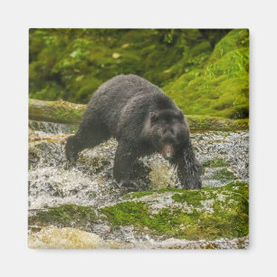 Íman Pescaria de Urso Negro Qua Creek Colúmbia Britân