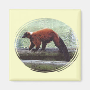 Íman Pescoço vermelho do branco da pele do Lemur