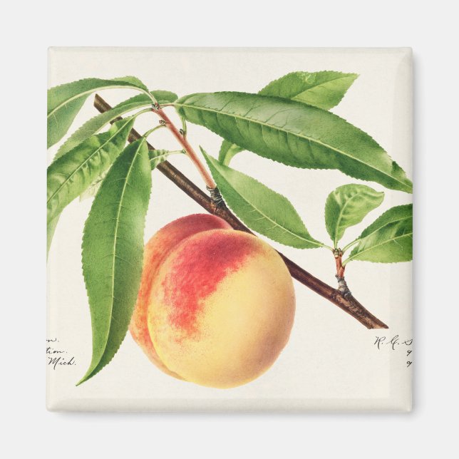 Íman Pêssego (Frente)