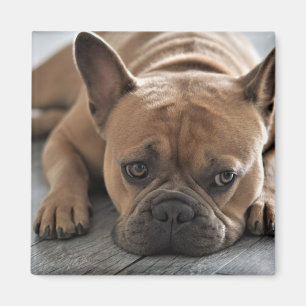 Íman Pet Dog de Fotografia Personalizada