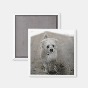 Íman Pet PHOTO Eterno Keepsakue Cachorro Mãe Pai Divert