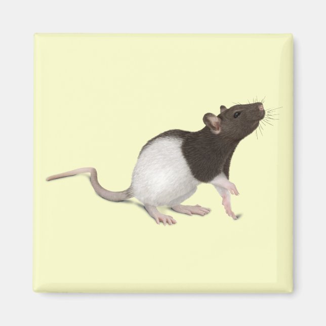 Íman Pet Rat Painting (Frente)