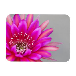 Íman pétalas de flor de cacto rosa vibrante
