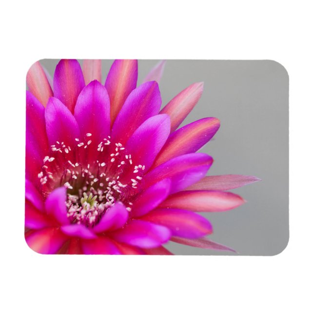Íman pétalas de flor de cacto rosa vibrante (Horizontal)