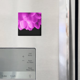 Íman Pétalas de flor rosa quente sobre preto