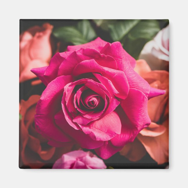Íman Pétalas de Rosa Flor de Rosa Rosa (Frente)