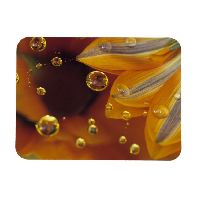Íman Pétalas em superfície reflexiva de Mylar com gotas (Horizontal)