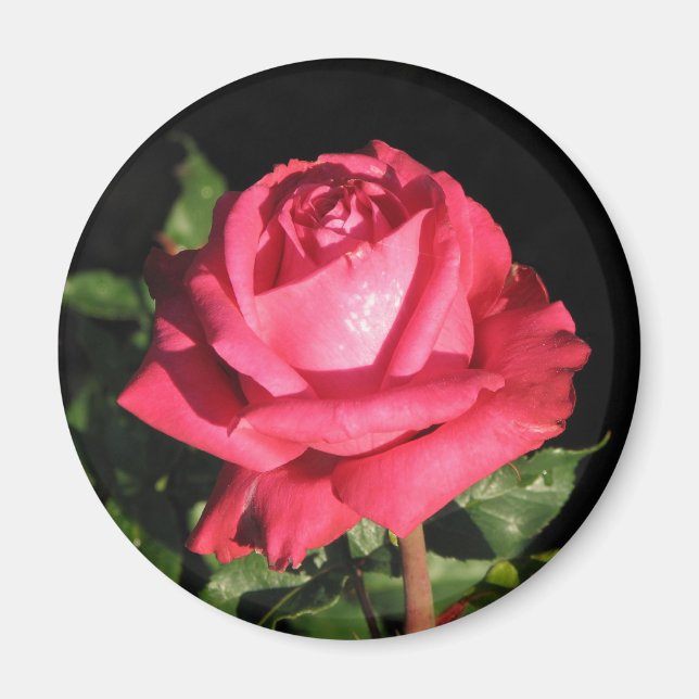 Íman Peter Frankenfeld Hybrid Tea Rosa 001 (Frente)