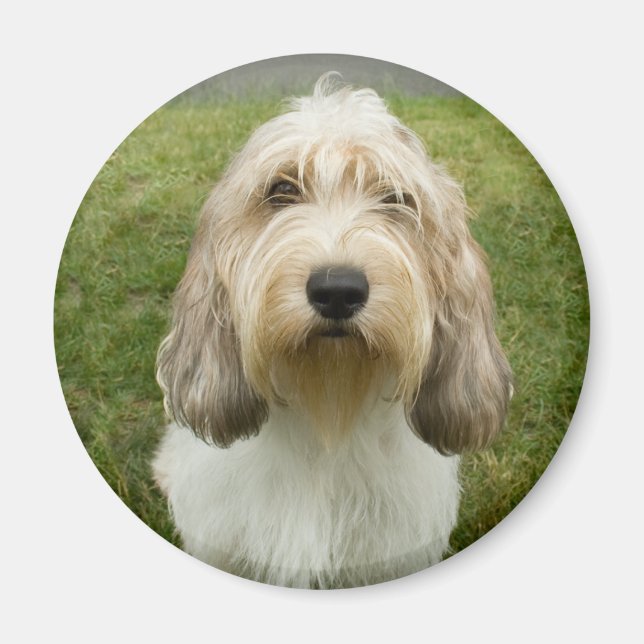 Íman Petit Basette Griffon Vendeen (Frente)