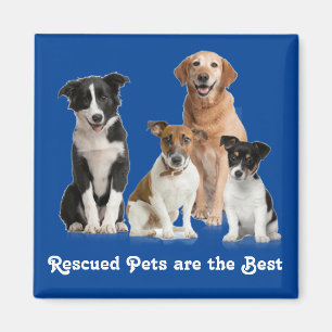 Íman Pets resgatados são os melhores