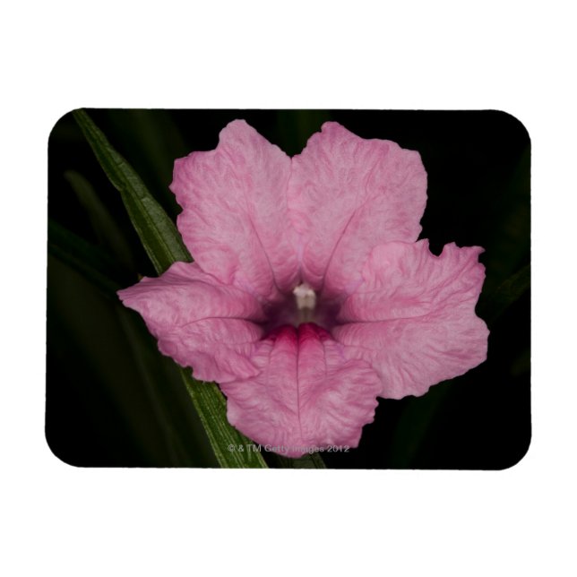 Íman Petunia mexicana rosa (Ruellia Brittoniana ou (Horizontal)