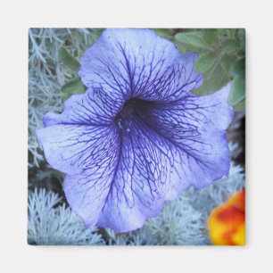 Íman Petunia Roxa