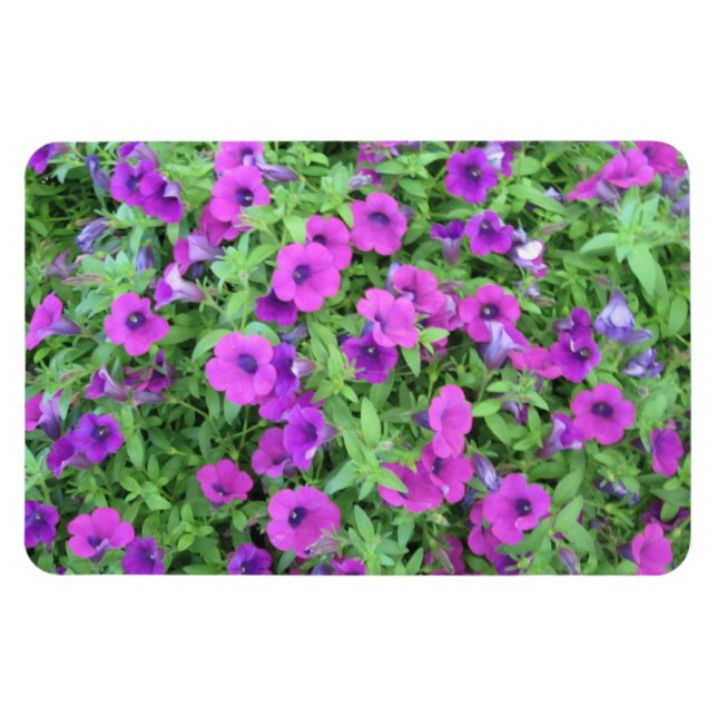 Íman Petunias roxas e ímã flexível (Horizontal)