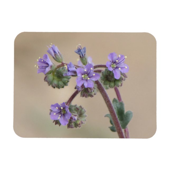 Íman Phacelia Purple Wildflower (Horizontal)