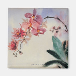 Íman Phalaenopsis