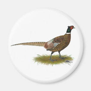 Íman Pheasant Rooster