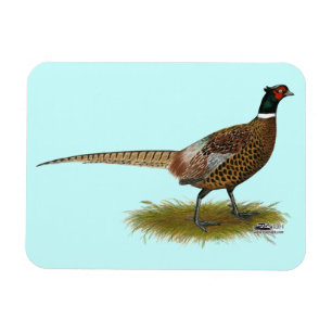 Íman Pheasant Rooster
