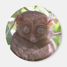 Íman Philippine Tarsier