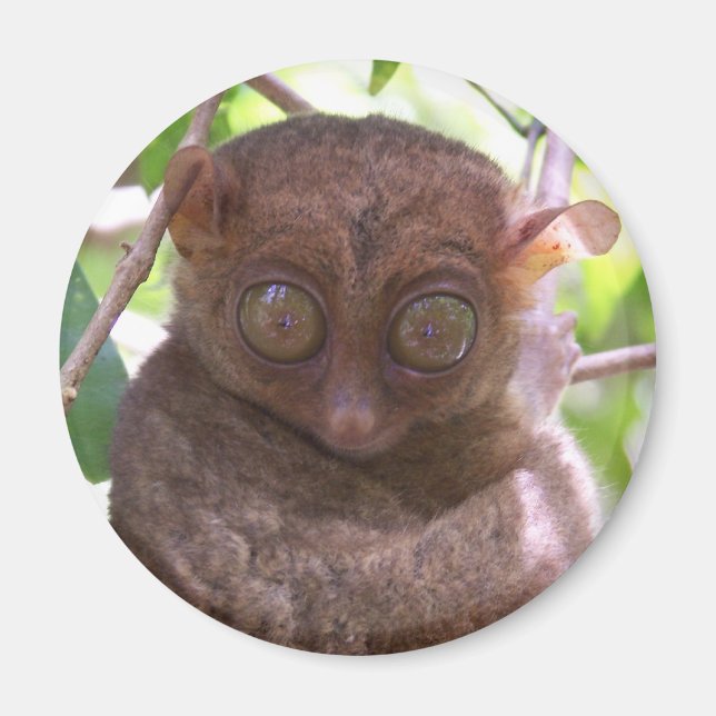 Íman Philippine Tarsier (Frente)
