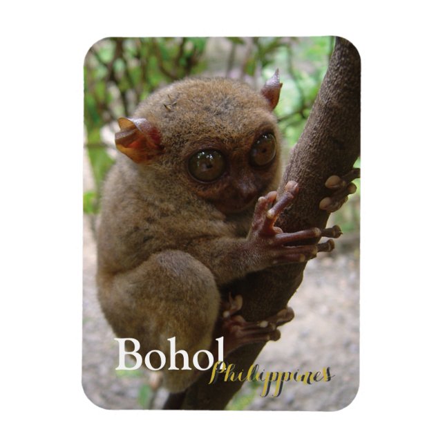 Íman Philippine Tarsier de Bohol (Vertical)