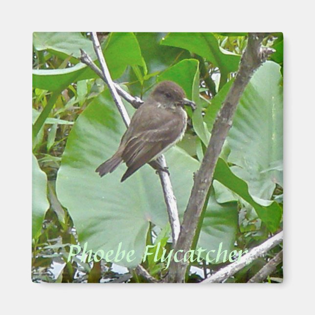 Íman Phoebe Flycatcher Magnet (Frente)