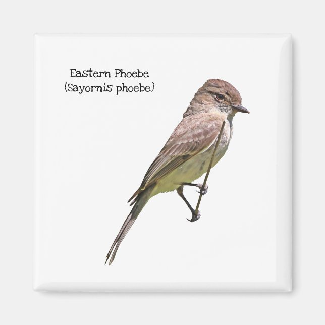 Íman Phoebe Oriental (Frente)